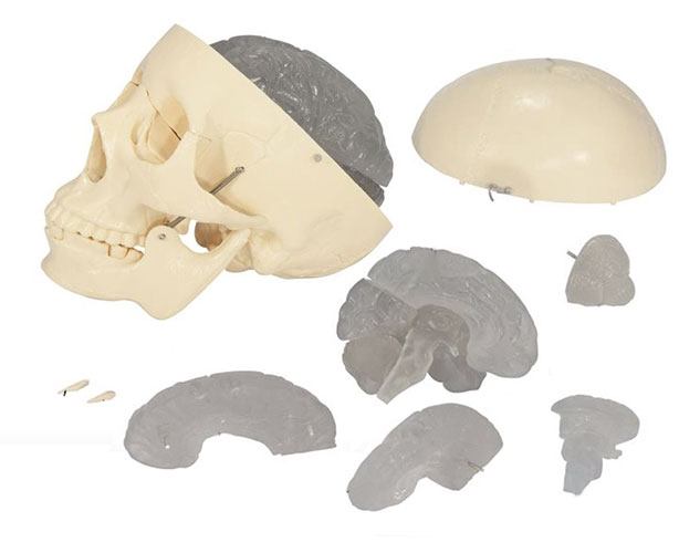 Budget Skull With 8-part Brain Model - BUD-SBM - Personal Care  sku BUD-SBM