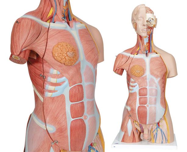 Dual Sex Muscle Torso Anatomy Model, Deluxe, 31 Parts - AWW-DSMTM - Personal Care  sku AWW-DSMTM